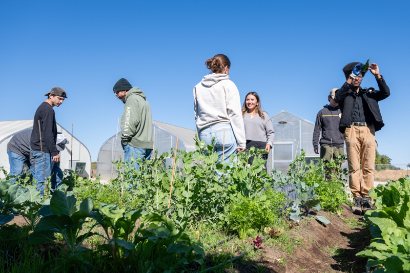 Plantbased Cuesta image